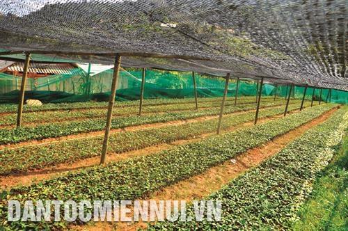 Vườn quế giống ở xã Nậm Đét, huyện Bắc Hà. Ảnh: Cao Hương