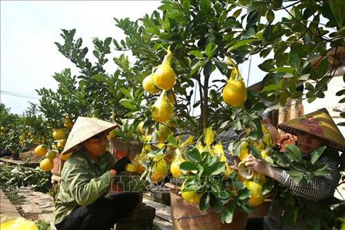 Chị Hường (xã Tân Tiến, huyện Văn Giang) chăm sóc quất cảnh phục vụ dịp Tết Nguyên đán Canh Tý 2020. Ảnh: Minh Quyết – TTXVN Một cây bưởi cảnh có giá trung bình khoảng 1 – 4 triệu đồng/cây được chăm sóc cẩn thận trước khi vận chuyển cho khách hàng. Ảnh: Minh Quyết – TTXVN Quất cảnh, bưởi cảnh Văn Giang sẵn sàng phục vụ thị trường dịp Tết Nguyên đán Canh Tý 2020. Ảnh: Minh Quyết – TTXVN Chủ vườn sẵn sàng phục vụ theo thị hiếu của khách hàng, giá 1 cây quất cảnh này giao động từ đến 1,5 – 1,7 triệu đồng. Ảnh: Minh Quyết – TTXVN Vận chuyển bưởi cảnh cho khách tại vườn của hộ gia đình chị Hường (xã Tân Tiến, huyện Văn Giang). Ảnh: Minh Quyết - TTXVN Quất cảnh Văn Giang được chăm sóc kỹ lưỡng, sẵn sàng phục vụ thị trường Tết Nguyên đán Canh Tý 2020. Ảnh: Minh Quyết - TTXVN Những cánh đồng quất cảnh xã Tân Tiến, huyện Văn Giang sẵn sàng phục vụ dịp Tết Nguyên đán Canh Tý 2020. Ảnh: Minh Quyết – TTXVN Chị Hường (xã Tân Tiến, huyện Văn Giang) chăm sóc những gốc bưởi sẵn sàng phục vụ thị trường Tết Nguyên đán, giá bán trung bình từ 1 – 4 triệu đồng/cây. Ảnh: Minh Quyết – TTXVN Quất Văn Giang đa dạng về chủng loại, giá quất cảnh trồng trong bình hình cá chép có giá từ 1 - 1,5 triệu đồng/cây. Ảnh: Minh Quyết – TTXVN Những cánh đồng quất cảnh xã Tân Tiến, huyện Văn Giang sẵn sàng phục vụ dịp Tết Nguyên đán Canh Tý 2020. Ảnh: Minh Quyết – TTXVN Khách đến mua quất cảnh tại xã Tân Tiến, huyện Văn Giang. Ảnh: Minh Quyết – TTXVN Quất Văn Giang đa dạng về chủng loại. Ảnh: Minh Quyết – TTXVN Chị Hường (xã Tân Tiến, huyện Văn Giang) chăm sóc quất cảnh phục vụ dịp Tết Nguyên đán Canh Tý 2020. Ảnh: Minh Quyết – TTXVN Một cây bưởi cảnh có giá trung bình khoảng 1 – 4 triệu đồng/cây được chăm sóc cẩn thận trước khi vận chuyển cho khách hàng. Ảnh: Minh Quyết – TTXVN Quất cảnh, bưởi cảnh Văn Giang sẵn sàng phục vụ thị trường dịp Tết Nguyên đán Canh Tý 2020. Ảnh: Minh Quyết – TTXVN Chủ vườn sẵn sàng phục vụ theo thị hiếu của khách hàng, giá 1 cây quất cảnh này giao động từ đến 1,5 – 1,7 triệu đồng. Ảnh: Minh Quyết – TTXVN Vận chuyển bưởi cảnh cho khách tại vườn của hộ gia đình chị Hường (xã Tân Tiến, huyện Văn Giang). Ảnh: Minh Quyết - TTXVN Quất cảnh Văn Giang được chăm sóc kỹ lưỡng, sẵn sàng phục vụ thị trường Tết Nguyên đán Canh Tý 2020. Ảnh: Minh Quyết - TTXVN Những cánh đồng quất cảnh xã Tân Tiến, huyện Văn Giang sẵn sàng phục vụ dịp Tết Nguyên đán Canh Tý 2020. Ảnh: Minh Quyết – TTXVN Chị Hường (xã Tân Tiến, huyện Văn Giang) chăm sóc những gốc bưởi sẵn sàng phục vụ thị trường Tết Nguyên đán, giá bán trung bình từ 1 – 4 triệu đồng/cây. Ảnh: Minh Quyết – TTXVN Quất Văn Giang đa dạng về chủng loại, giá quất cảnh trồng trong bình hình cá chép có giá từ 1 - 1,5 triệu đồng/cây. Ảnh: Minh Quyết – TTXVN Những cánh đồng quất cảnh xã Tân Tiến, huyện Văn Giang sẵn sàng phục vụ dịp Tết Nguyên đán Canh Tý 2020. Ảnh: Minh Quyết – TTXVN Khách đến mua quất cảnh tại xã Tân Tiến, huyện Văn Giang. Ảnh: Minh Quyết – TTXVN Quất Văn Giang đa dạng về chủng loại. Ảnh: Minh Quyết – TTXVN