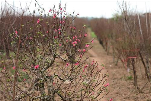 Những cành đào đã lốm đốm ra hoa, phục vụ khách chơi đào sớm. Ảnh: Thành Đạt - TTXVN Dự báo đào Tết năm nay nở muộn, người trồng đào phải rất vất vả chăm sóc để điều chỉnh hoa nở đúng dịp Tết. Ảnh: Thành Đạt - TTXVN Còn gần 1 tháng nữa mới đến Tết, nhưng nhiều gia đình đã mang đào ra phố Lạc Long Quân để bán. Ảnh: Thành Đạt - TTXVN Giống đào "Thất thốn" rất hiếm có giá vài chục triệu, có cây lên đến trăm triệu. Ảnh: Thành Đạt - TTXVN Đa phần các vườn đào Nhật Tân vẫn chưa ra hoa. Ảnh: Thành Đạt - TTXVN Đào Tết xuống phố sớm trên đường Lạc Long Quân. Ảnh: Thành Đạt - TTXVN Trên đường Lạc Long Quân một số chủ vườn đã bày bán đào Tết. Ảnh: Thành Đạt - TTXVN Dự báo đào Tết năm nay nở muộn, người trồng đào phải rất vất vả chăm sóc để điều chỉnh hoa nở đúng dịp Tết. Ảnh: Thành Đạt - TTXVN Những cành đào đã lốm đốm ra hoa, phục vụ khách chơi đào sớm. Ảnh: Thành Đạt - TTXVN Dự báo đào Tết năm nay nở muộn, người trồng đào phải rất vất vả chăm sóc để điều chỉnh hoa nở đúng dịp Tết. Ảnh: Thành Đạt - TTXVN Còn gần 1 tháng nữa mới đến Tết, nhưng nhiều gia đình đã mang đào ra phố Lạc Long Quân để bán. Ảnh: Thành Đạt - TTXVN Giống đào "Thất thốn" rất hiếm có giá vài chục triệu, có cây lên đến trăm triệu. Ảnh: Thành Đạt - TTXVN Đa phần các vườn đào Nhật Tân vẫn chưa ra hoa. Ảnh: Thành Đạt - TTXVN Đào Tết xuống phố sớm trên đường Lạc Long Quân. Ảnh: Thành Đạt - TTXVN Trên đường Lạc Long Quân một số chủ vườn đã bày bán đào Tết. Ảnh: Thành Đạt - TTXVN Dự báo đào Tết năm nay nở muộn, người trồng đào phải rất vất vả chăm sóc để điều chỉnh hoa nở đúng dịp Tết. Ảnh: Thành Đạt - TTXVN