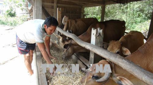 Gia đình anh Kim Sa Mít đầu tư nuôi bò từ nguồn vốn vay ưu đãi. Ảnh: Thanh Hoà - TTXVN Gia đình anh Kim Sa Mít đầu tư nuôi bò từ nguồn vốn vay ưu đãi. Ảnh: Thanh Hoà - TTXVN