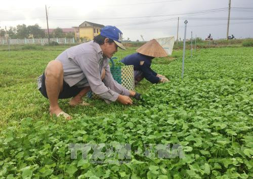 Người dân xã Quảng Thọ thu hoạch rau má. Ảnh: Hồ Cầu - TTXVN