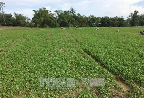 Rau má, loại cây trồng thích ứng với biển đổi khí hậu. Ảnh: Hồ Cầu - TTXVN