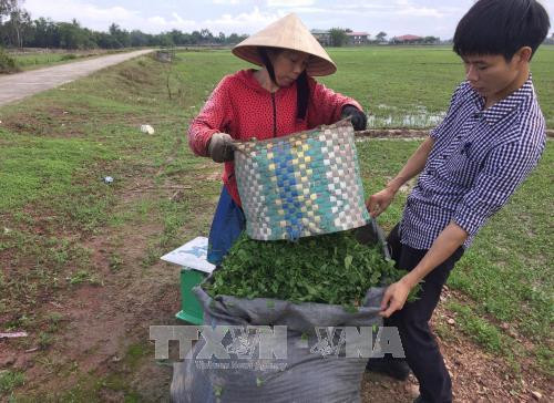 Xã Quảng Thọ, huyện Quảng Điền là địa phương duy nhất của tỉnh Thừa Thiên - Huế chuyên canh cây rau má. Ảnh: Hồ Cầu - TTXVN