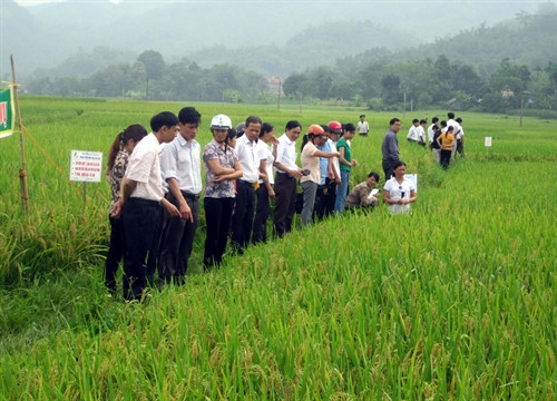 Giới thiệu mô hình sản xuất lúa chất lượng cao cho đồng bào dân tộc thiểu số. Giới thiệu mô hình sản xuất lúa chất lượng cao cho đồng bào dân tộc thiểu số.