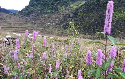 Hoa bạc hà là loài hoa dại mọc khắp vùng cao nguyên đá. Hoa bắt đầu nở từ tháng 9 năm trước đến tháng 1 (dương lịch) của năm sau