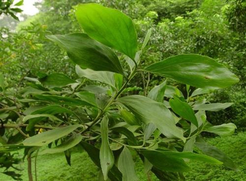 Cây keo tai tượng dễ thích nghi với nhiều vùng đất. Ảnh: nuoitrong123.com