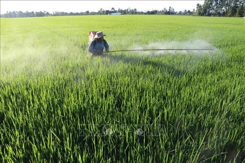 Bà con nông dân xã Phương Trà, huyện Cao Lãnh chăm sóc lúa Đông Xuân. Ảnh: Nguyễn Văn Trí - TTXVN Bà con nông dân xã Phương Trà, huyện Cao Lãnh chăm sóc lúa Đông Xuân. Ảnh: Nguyễn Văn Trí - TTXVN