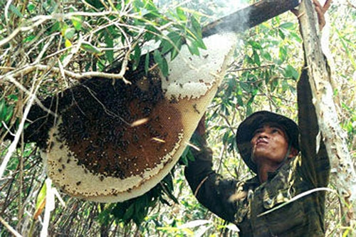 Nghề săn ong mật Thanh Chương ảnh 3 Nghề săn ong mật Thanh Chương ảnh 3