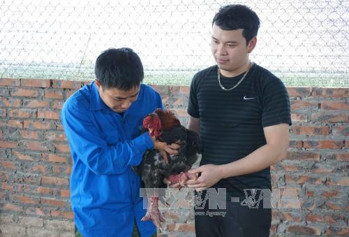 Anh Nguyễn Văn Tuân và Nguyễn Thế Dũng, huyện Gia Bình, tỉnh Bắc Ninh nuôi gà Đông Tảo, cho thu nhập gần 100 triệu đồng/năm. Ảnh: Diệp Trương - TTXVN Anh Nguyễn Văn Tuân và Nguyễn Thế Dũng, huyện Gia Bình, tỉnh Bắc Ninh nuôi gà Đông Tảo, cho thu nhập gần 100 triệu đồng/năm. Ảnh: Diệp Trương - TTXVN