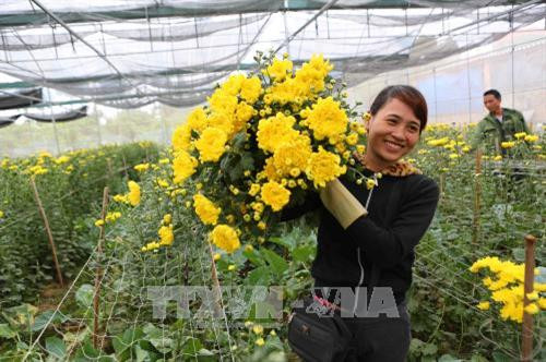 Mô hình trồng hoa được tỉnh Bắc Giang hỗ trợ phát triển sản xuất nông nghiệp ứng dụng công nghệ cao. Ảnh: Thành Đạt – TTXVN Mô hình trồng hoa được tỉnh Bắc Giang hỗ trợ phát triển sản xuất nông nghiệp ứng dụng công nghệ cao. Ảnh: Thành Đạt – TTXVN