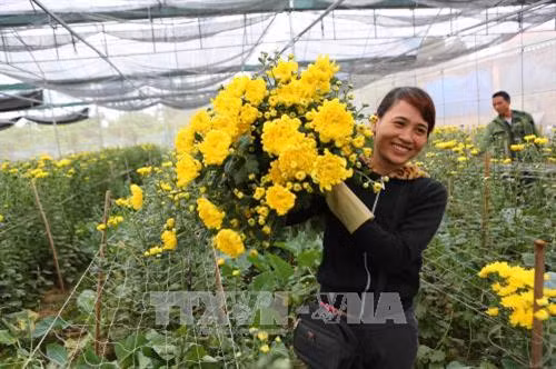 Mô hình trồng hoa được tỉnh Bắc Giang hỗ trợ phát triển sản xuất nông nghiệp ứng dụng công nghệ cao. Ảnh: Thành Đạt – TTXVN