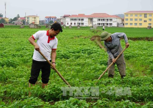 Mô hình trồng nghệ của anh Nguyễn Tùng Sơn (bên trái), xã Giang Sơn, huyện Gia Bình, tỉnh Bắc Ninh cho lãi 8 - 10 triệu đồng/năm, cao hơn từ 5 - 7 lần so với việc trồng lúa, ngô. Ảnh: Diệp Trương - TTXVN Mô hình trồng nghệ của anh Nguyễn Tùng Sơn (bên trái), xã Giang Sơn, huyện Gia Bình, tỉnh Bắc Ninh cho lãi 8 - 10 triệu đồng/năm, cao hơn từ 5 - 7 lần so với việc trồng lúa, ngô. Ảnh: Diệp Trương - TTXVN
