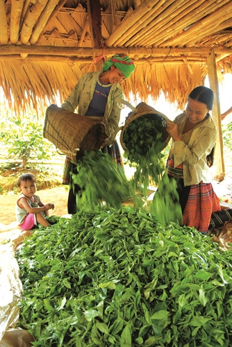 Chè Shan tuyết được thu hoạch bằng kinh nghiệm và đôi bàn tay khéo léo của đồng bào Mông