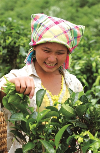 Niềm vui được mùa chè của thiếu nữ vùng cao