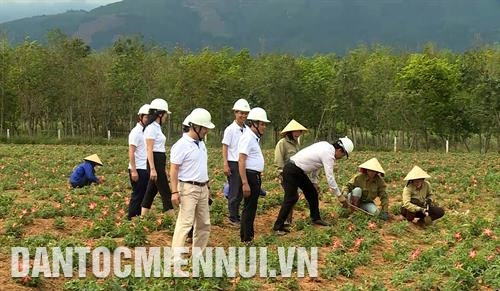 Mô hình trồng cà gai leo trên đất gò đồi của hộ gia đình anh Nguyễn Thanh Bình ở xã Cự Nẫm, huyện Bố Trạch (Quảng Bình). Ảnh: Văn Tý Việc phát triển những vườn cây dược liệu để thay thế cho những cây trồng kém hiệu quả đã cho thấy hướng đi đúng của ngành nông nghiệp tỉnh Quảng Bình. Ảnh: Văn Tý Mô hình trồng cà gai leo trên đất gò đồi của hộ gia đình anh Nguyễn Thanh Bình ở xã Cự Nẫm, huyện Bố Trạch (Quảng Bình). Ảnh: Văn Tý Việc phát triển những vườn cây dược liệu để thay thế cho những cây trồng kém hiệu quả đã cho thấy hướng đi đúng của ngành nông nghiệp tỉnh Quảng Bình. Ảnh: Văn Tý