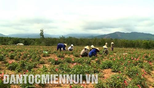 Mô hình trồng sâm Bố Chính tại huyện Bố Trạch và thành phố Đồng Hới (Quảng Bình) của Công ty Tuệ Lâm thu lãi 200 triệu đồng/ha/năm. Ảnh: Văn Tý Mô hình trồng sâm Bố Chính tại huyện Bố Trạch và thành phố Đồng Hới (Quảng Bình) của Công ty Tuệ Lâm thu lãi 200 triệu đồng/ha/năm. Ảnh: Văn Tý