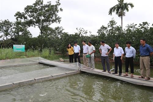 Lãnh đạo Sở Nông nghiệp và Phát triển nông thôn Hà Nội thăm quan mô hình nuôi cá chép áp dụng công nghệ “sông trong ao” của gia đình ông Phan Nhân Lợi (điện thoại: 0165.2033.222) ở thôn Đa Phúc, xã Sài Sơn, huyện Quốc Oai (Hà Nội).