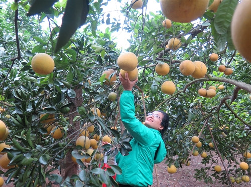 Du lịch nông nghiệp: Hướng đi mới ở Phúc Thọ ảnh 1