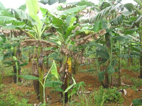 Vườn chuối bị nhiễm bệnh cháy lá. Ảnh: khuyennongvn.gov.vn Vườn chuối bị nhiễm bệnh cháy lá. Ảnh: khuyennongvn.gov.vn