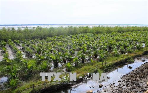 Rừng trồng ngập mặn ven phá Tam Giang thuộc huyện Quảng Điền. Ảnh: Hồ Cầu-TTXVN Rừng trồng ngập mặn ven phá Tam Giang thuộc huyện Quảng Điền. Ảnh: Hồ Cầu-TTXVN