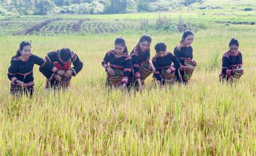 Trước khi làm Lễ mừng lúa mới, thầy cúng làm Lễ đưa hồn lúa về nhà kho và xin phép thần lúa cho người dân được gặt lúa đem về kho. Người thu hoạch lúa phải vuốt bằng tay để không làm cây lúa bị đau, thần lúa mới ở lại với gia chủ Sau đó, thầy cúng đặt các lễ vật về phía Đông và thực hiện các nghi thức rước lúa với mong muốn mong mùa rẫy mới mưa thuận gió hòa, mùa màng tươi tốt Sau khi làm lễ xong, thầy cúng mời người phụ nữ là chủ ruộng lúa uống rượu cần. Theo phong tục, người uống phải say, rượu cần phải cạn thì vụ mùa năm sau sẽ càng nhiều lúa. Sau phần lễ rước hồn lúa về kho, người dân tổ chức dã gạo để lựa ra những hạt gạo tốt nhất Những âm thanh gọi thần lúa về kho Sau khi mọi lễ vật đã chuẩn bị đầy đủ, thầy cúng thực hiện nghi thức cúng các vị thần linh ở kho lúa mới để tạ ơn thần Đất - Trời, Núi - Rừng. Tiếp đó là Lễ cúng lúa mới và cúng sức khỏe cho già làng với đầy đủ các lễ vật: cơm lúa mới, rượu cần, heo, gà... Thầy cúng khấn niệm với mong muốn cầu chúc mọi người sức khỏe, gia đình hạnh phúc, mùa màng bội thu. Sau khi cúng xong, thầy cúng mời người nữ, chủ ruộng lên uống rượu cần. Phần lễ vật và rượu cần còn lại được chia cho tất cả những người được mời tham dự.. . Người dân và du khách cùng chung vui Múa hát quanh cây nêu trong ngày hội ... cồng chiêng "Mừng lúa mới được mùa" kết hợp với những điệu múa xoang đầy uyển chuyển trong "Mọi người ơi, hòa cùng nhịp xoang Gia Rai" Một hình ảnh không thể thiếu trong các nghi lễ của người Gia Rai chính là biểu tượng của những chú chim, có thể bay lên cao đến xứ sở các thần linh đem theo lời cầu xin của con người.