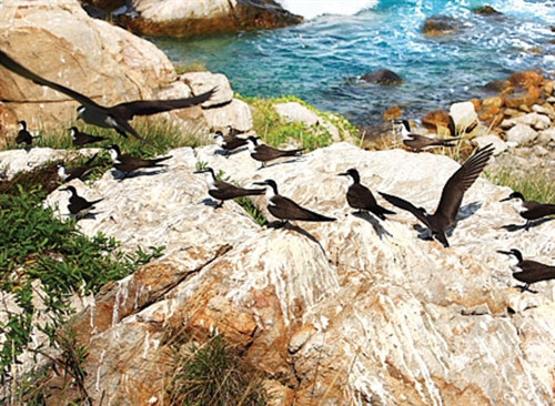 Hơn 3 triệu loài chim cư trú ở đảo Chim