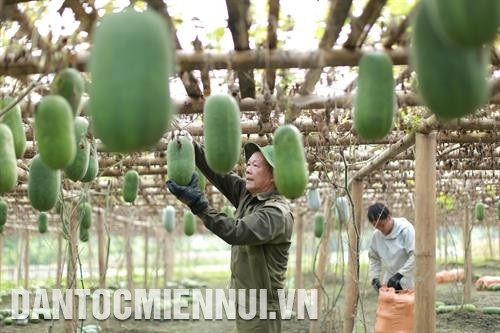 Đồng bào thu hoạch bí xanh thơm ở xã Địa Linh Tư thương mua chuối tại thôn Khuổi Luồm, xã Yến Dương