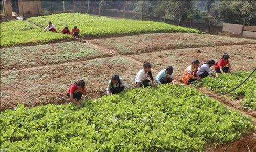 Học sinh trường Phổ thông dân tộc bán trú THCS Sa Dung chăm sóc vườn rau. Ảnh: Xuân Tư – TTXVN
