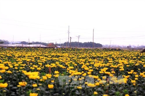 Vườn hoa Tây Tựu (Hà Nội) những ngày giáp Tết Nguyên đán. Ảnh: Lương Tiên- TTXVN Vườn hoa Tây Tựu (Hà Nội) những ngày giáp Tết Nguyên đán. Ảnh: Lương Tiên- TTXVN