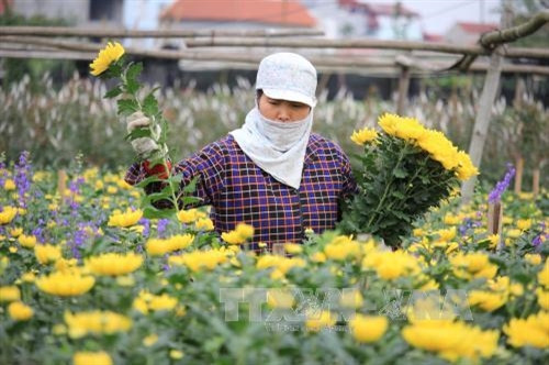 Thu hoạch hoa ở làng hoa Tây Tựu (Hà Nội). Ảnh: Lương Tiên- TTXVN Thu hoạch hoa ở làng hoa Tây Tựu (Hà Nội). Ảnh: Lương Tiên- TTXVN