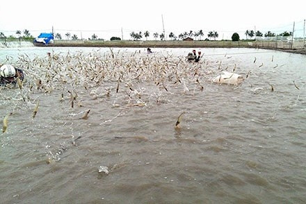 Mô hình nuôi tôm thẻ chân trắng thâm canh cho năng suất cao đã mở ra triển vọng dành cho người nuôi tôm tỉnh Cà Mau. Ảnh minh họa: Internet. Mô hình nuôi tôm thẻ chân trắng thâm canh cho năng suất cao đã mở ra triển vọng dành cho người nuôi tôm tỉnh Cà Mau. Ảnh minh họa: Internet.