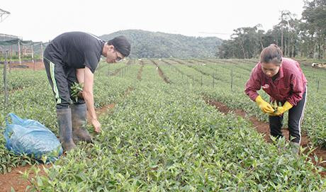 Rau rừng Măng Đen với đặc trưng lá dày, đậm màu, ngon giòn nên được khách hàng ưa chuộng. Ảnh: danviet.vn Rau rừng Măng Đen với đặc trưng lá dày, đậm màu, ngon giòn nên được khách hàng ưa chuộng. Ảnh: danviet.vn