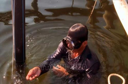 Người nuôi lặn kiểm tra tôm hùm con bị chết khi nước chuyển sang màu đỏ. Ảnh: Xuân Triệu – TTXVN Người nuôi lặn kiểm tra tôm hùm con bị chết khi nước chuyển sang màu đỏ. Ảnh: Xuân Triệu – TTXVN