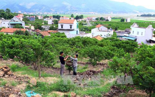 Diện tích na đến kỳ thu hoạch ở xã Huyền Sơn, huyện Lục Nam. Ảnh: Quang Quyết -TTXVN Diện tích na đến kỳ thu hoạch ở xã Huyền Sơn, huyện Lục Nam. Ảnh: Quang Quyết -TTXVN