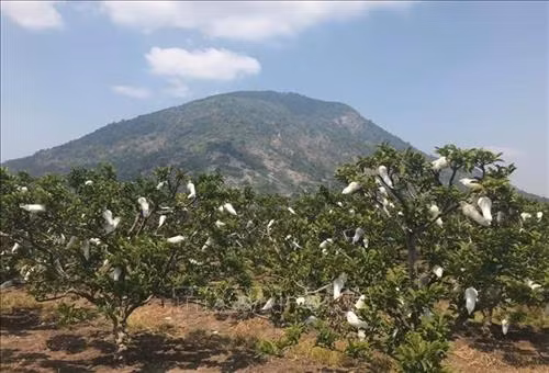 Vùng sản xuất mãng cầu xung quanh chân núi Bà Đen Tây Ninh theo tiêu chuẩn VietGAP. Ảnh: Lê Đức Hoảnh - TTXVN