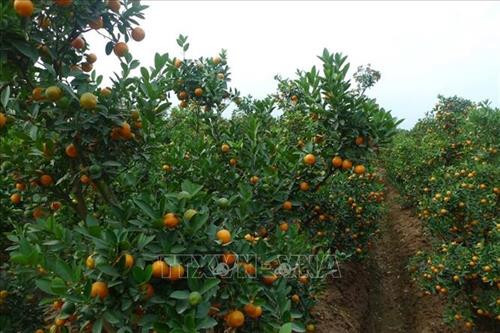 Vườn quất cảnh tại xã Thanh Thủy (Thanh Hà, Hải Dương). Ảnh: Thanh Nga - TTXVN Vườn quất cảnh tại xã Thanh Thủy (Thanh Hà, Hải Dương). Ảnh: Thanh Nga - TTXVN