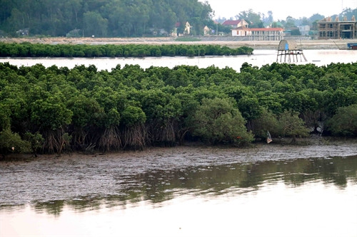 Một màu xanh tràn ngập sức sống. Ảnh: Thanh Tùng/TTXVN Một màu xanh tràn ngập sức sống. Ảnh: Thanh Tùng/TTXVN