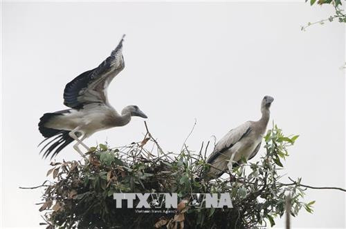 Cò nhạn quý hiếm nằm trong Sách đỏ Việt Nam. Ảnh: TTXVN Cò nhạn quý hiếm nằm trong Sách đỏ Việt Nam. Ảnh: TTXVN