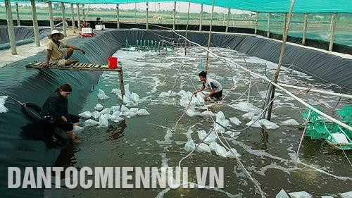 Thả tôm giống ở ao ương Thả tôm giống ở ao ương