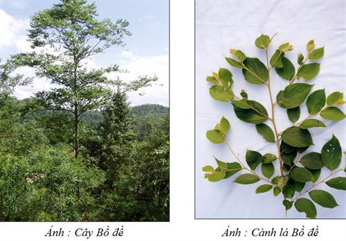 Gỗ Bồ đề dùng chủ yếu trong công nghiệp giấy và làm diêm. Ảnh: vafs.gov.vn