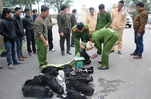 Lực lượng chức năng tiến hành kiểm tra, cân nặng đối với số cá thể voọc bị bắt giữ. Ảnh: Phan Quân - TTXVN Lực lượng chức năng tiến hành kiểm tra, cân nặng đối với số cá thể voọc bị bắt giữ. Ảnh: Phan Quân - TTXVN