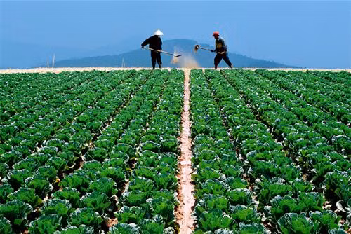 Trồng bắp cải theo luống. Ảnh : vietq.vn Trồng bắp cải theo luống. Ảnh : vietq.vn