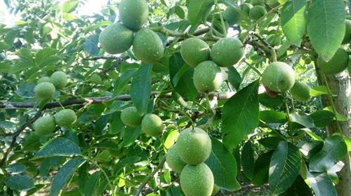 Kỹ thuật trồng cây óc chó dù hơi phức tạp nhưng mang lại giá trị dinh dưỡng và kinh tế cực cao. Ảnh:vietq.vn