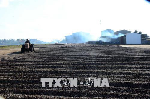 Phơi cà phê nguyên hạt sau thu hoạch tại xã Thuận An, huyện Đắk Mil. Ảnh: Hưng Thịnh - TTXVN Phơi cà phê nguyên hạt sau thu hoạch tại xã Thuận An, huyện Đắk Mil. Ảnh: Hưng Thịnh - TTXVN