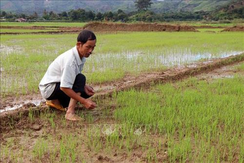 Lúa trên cánh đồng buôn Sứk gieo sạ muộn hơn năm trước do thiếu hụt nguồn nước. Ảnh: Hưng Thịnh – TTXVN Lúa trên cánh đồng buôn Sứk gieo sạ muộn hơn năm trước do thiếu hụt nguồn nước. Ảnh: Hưng Thịnh – TTXVN