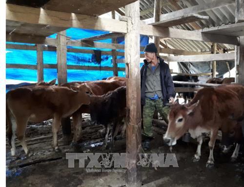 Cao Bằng tăng cường phòng chống rét và dịch bệnh cho đàn gia súc. Ảnh: Chu Hiệu - TTXVN Cao Bằng tăng cường phòng chống rét và dịch bệnh cho đàn gia súc. Ảnh: Chu Hiệu - TTXVN