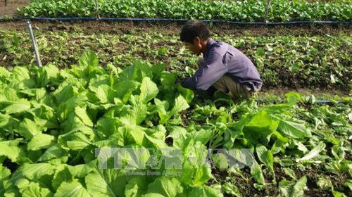 Thu hoạch rau trồng theo hướng hữu cơ của gia đình ông Lương Văn Quang, phường Long Hương, thành phố Bà Rịa. Với mô hình này, gia đình ông thu nhập 20 triệu đồng/tháng sau khi trừ chi phí. Ảnh: Hoàng Nhị - TTXVN Thu hoạch rau trồng theo hướng hữu cơ của gia đình ông Lương Văn Quang, phường Long Hương, thành phố Bà Rịa. Với mô hình này, gia đình ông thu nhập 20 triệu đồng/tháng sau khi trừ chi phí. Ảnh: Hoàng Nhị - TTXVN