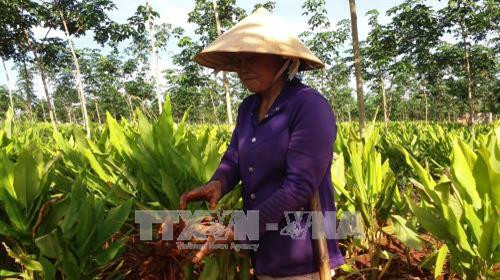 Gia đình bà Phạm Thị Ánh Tuyết, ở ấp 6 có 50ha đất thuê lại của Công ty Cổ phần cao su Hòa Bình để trồng nghệ xen trong vườn cao su non, sau khi trừ chi phí mỗi năm bà thu lời khoảng 1 tỷ đồng. Ảnh: Hoàng Nhị - TTXVN Gia đình bà Phạm Thị Ánh Tuyết, ở ấp 6 có 50ha đất thuê lại của Công ty Cổ phần cao su Hòa Bình để trồng nghệ xen trong vườn cao su non, sau khi trừ chi phí mỗi năm bà thu lời khoảng 1 tỷ đồng. Ảnh: Hoàng Nhị - TTXVN