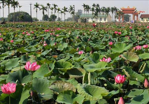 Ruộng sen ở huyện Hải Lăng. Ảnh: Hồ Cầu-TTXVN Ruộng sen ở huyện Hải Lăng. Ảnh: Hồ Cầu-TTXVN