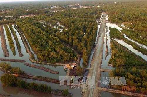 Rừng ngập mặn trong Vườn Quốc Gia Mũi Cà Mau. Ảnh: An Hiếu – TTXVN Rừng ngập mặn trong Vườn Quốc Gia Mũi Cà Mau. Ảnh: An Hiếu – TTXVN